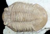 Asaphus (New Species) Trilobite - Russia #46016-3